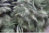 palm leaves 0004